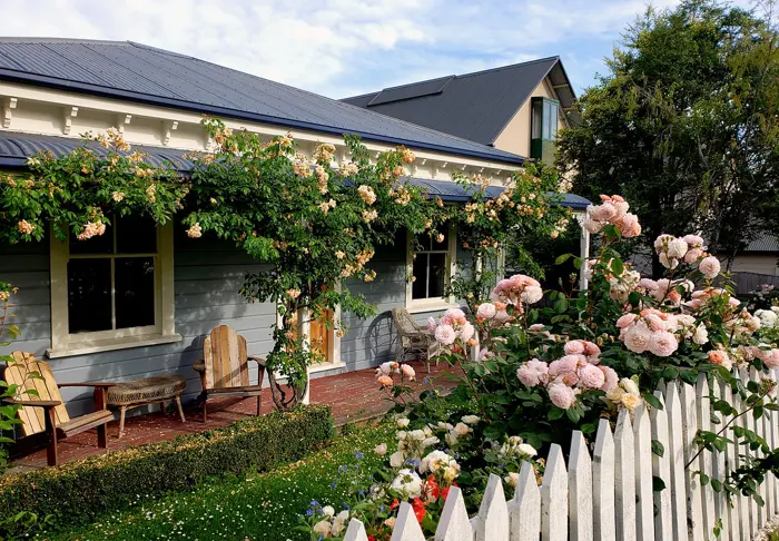 Pink climbing roses spilling over a white picket fence in front of a cottage