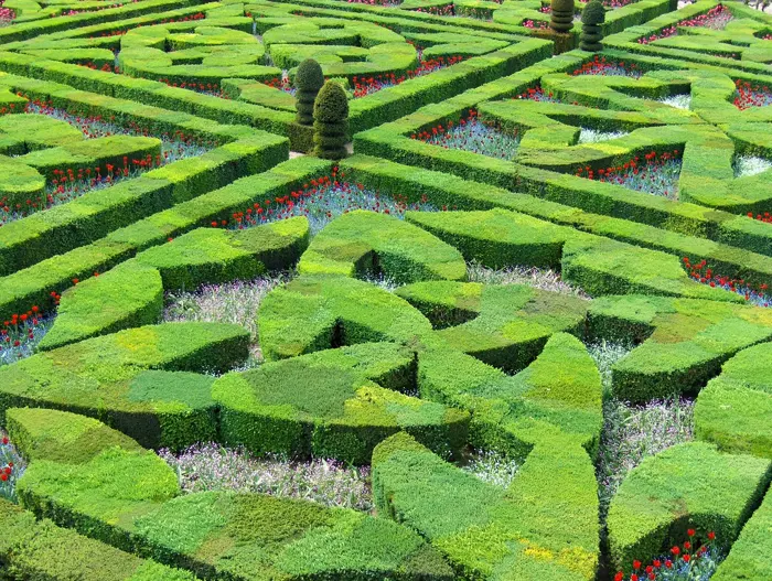 Clipped boxwood parterres filled with flowers at Château de Villandry