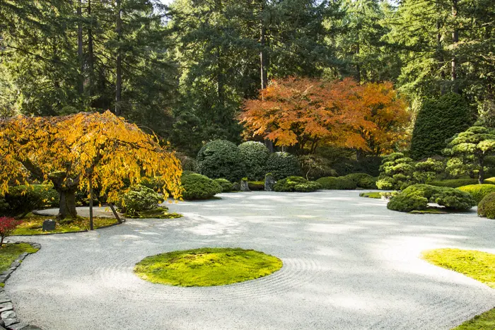 Raked gravel, moss islands and Japanese maples in autumn colour