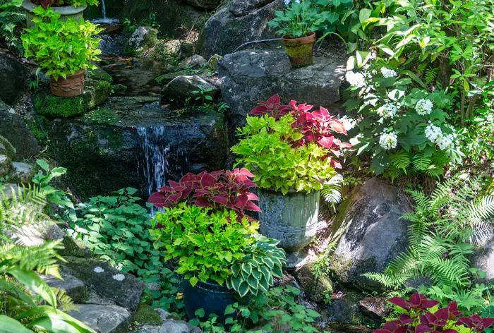 A lush shade garden with ferns, hostas, coleus and a small waterfall